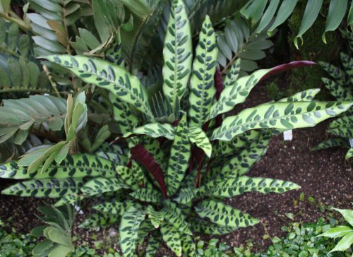 Calathea Lancifolia